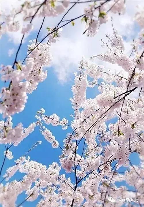 醉是春花烂漫时