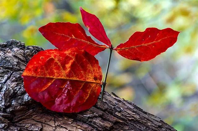 十一月二日，2025年第十七届枣庄市抱犊崮红叶季将盛大启动！