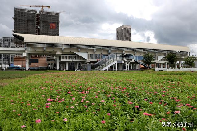 江苏苏州昆山花桥地铁站遇见粉色花海，百日菊盛放宛如画卷