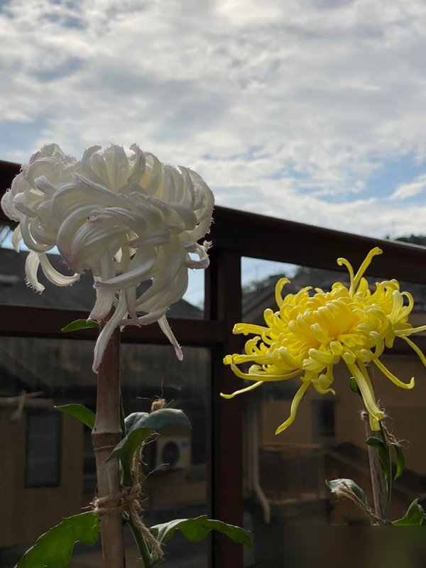 阴花不能进阳宅！这5种花“打死”也不养，家里若有？快挪走！
