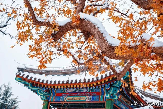 北京等雪来！故宫约不上？大兴团河行宫遗址公园藏着一样美的皇家雪景