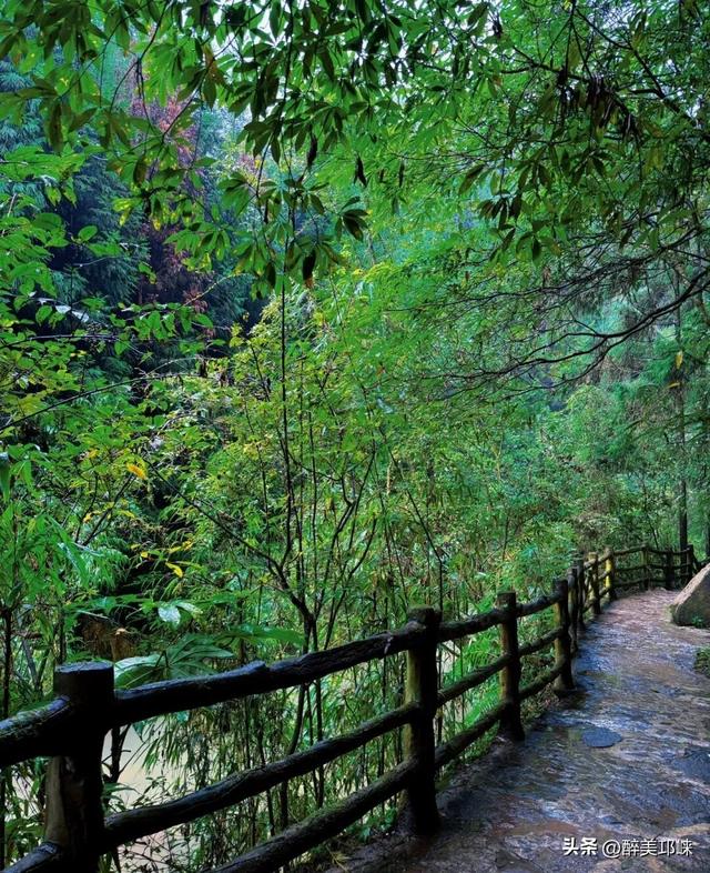 深秋想赴一场“森”系约会？来邛崃就够了！