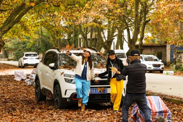 含“金”量超高！快来打卡贵安绝美梧桐大道