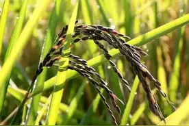 广西大米哪个品种好吃？广西都有什么特别的大米呢？图片