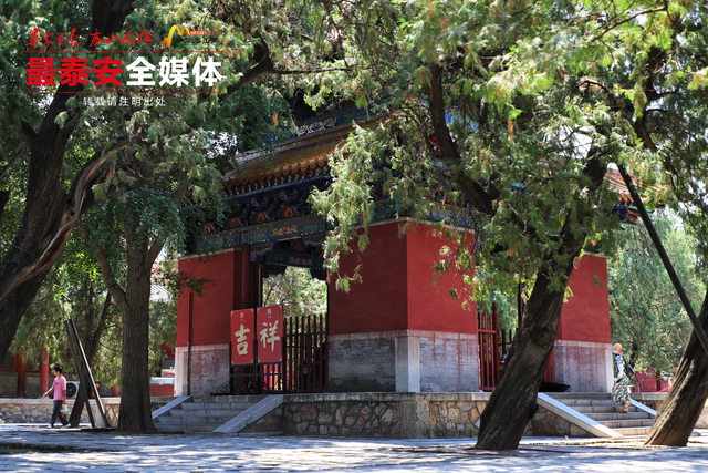青绿泰山 清凉一夏丨树木成荫自带降温buff，岱庙秒变城区天然“空调房”