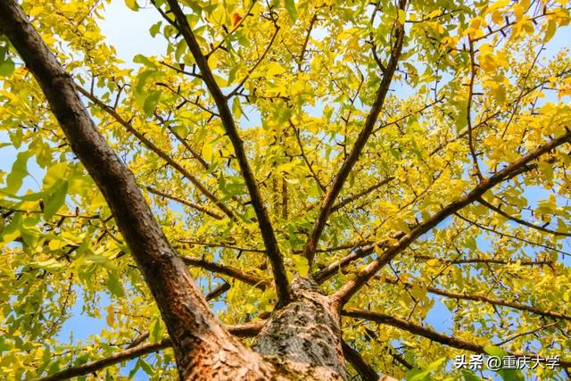 重大限定皮肤上新，超出片！🤳