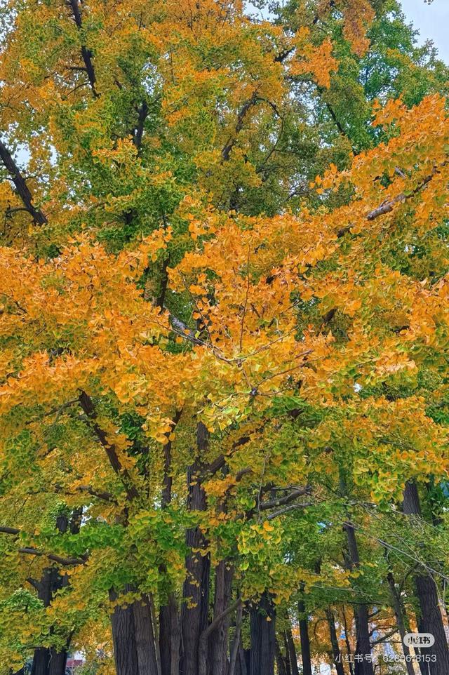 重阳节，在临沂这样过——9.9元景区特惠、赏菊、登高、祈福……