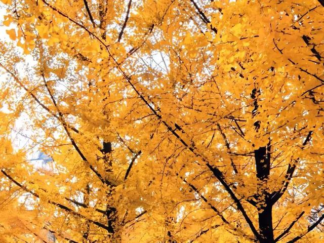 满目金黄，来杨凌赴一场“鎏金之约”！