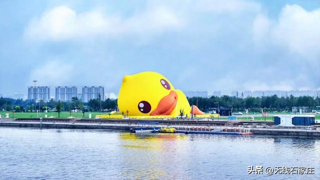 这么近，来看YA！巨型趴趴鸭悄悄“着陆”石家庄！