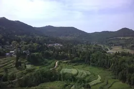 如何正确选购黄精图片