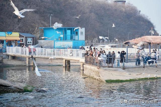 【乐游烟台】今天！可爱“豹”击来喽🦭