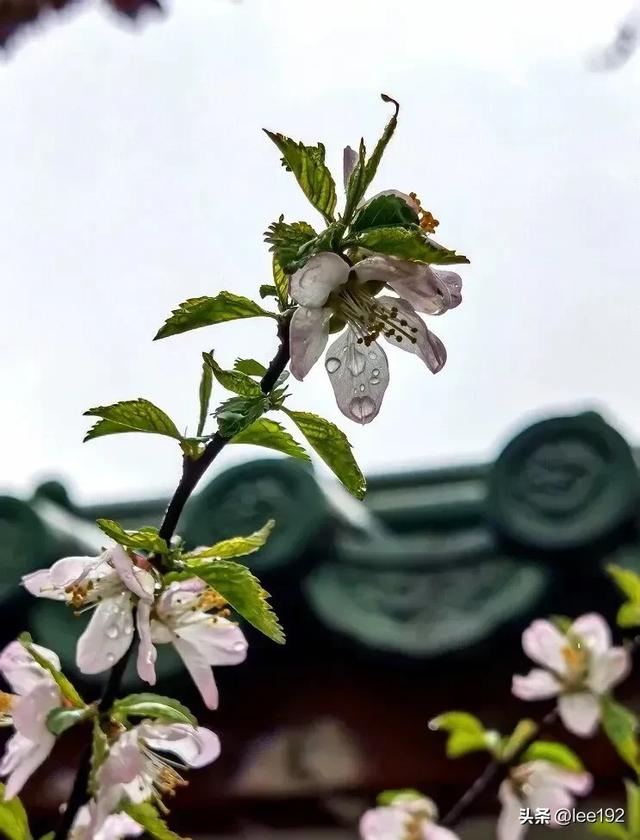 细赏王府系列之—雨中协和(49)《13》