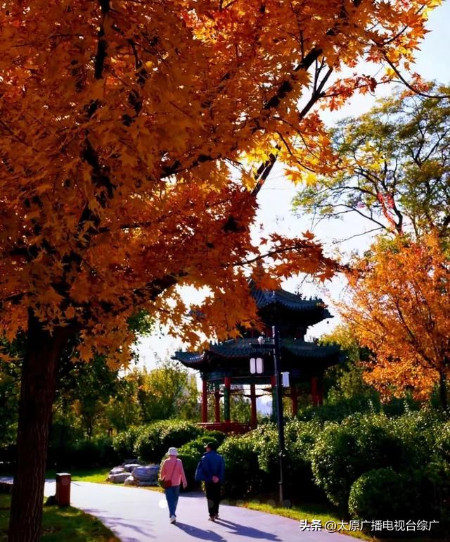 秋日赏枫：双塔公园五角枫染红秋意