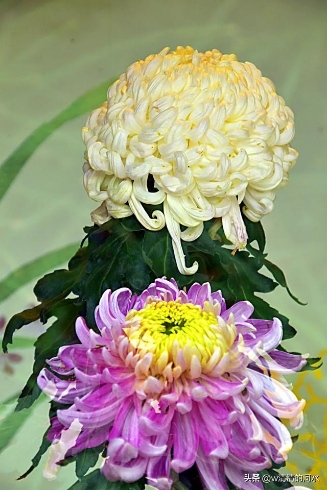 菊花是秋天里绝美的画卷