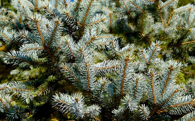 守护生态秘境——走进徽县三滩森林公园