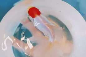 三月双鱼不好惹！温柔外表下藏着什么秘密？看完让人又爱又怕！图片