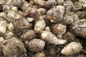 明明芋头的全株都带有毒性，为什么还会被大量种植呢？图片