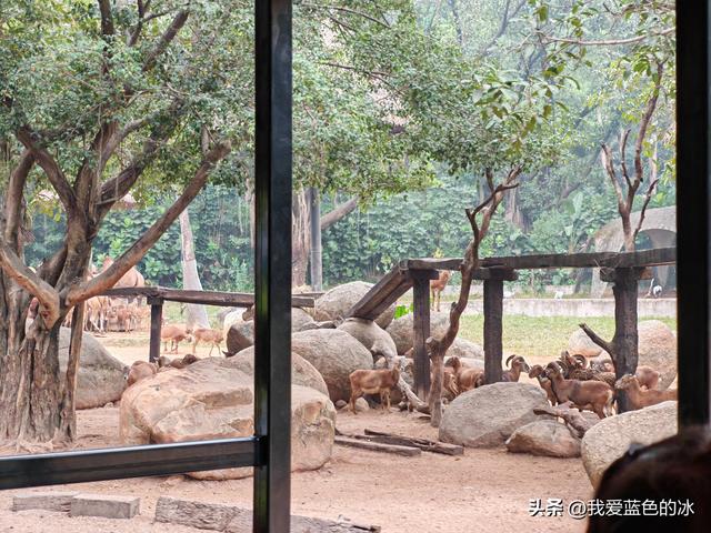 参观广州长隆野生动物园，全程感觉眼累手累腿不累