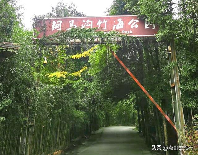成都都江堰最冷门彩林，免费开放，山野中的惊艳，公交车可达！