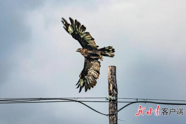 夏日阿万仓：水系成脉 生灵共栖