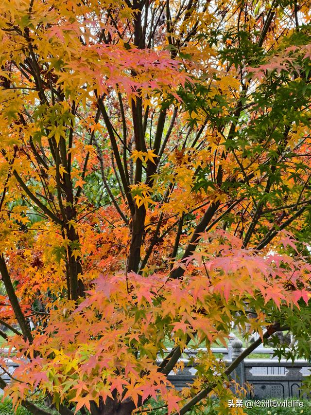 成都徒步（71）·昭觉寺银杏&升仙湖水杉