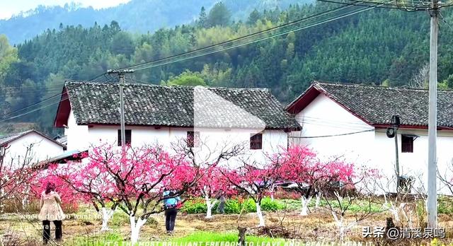 凰落秋光里，云宿醉芳华