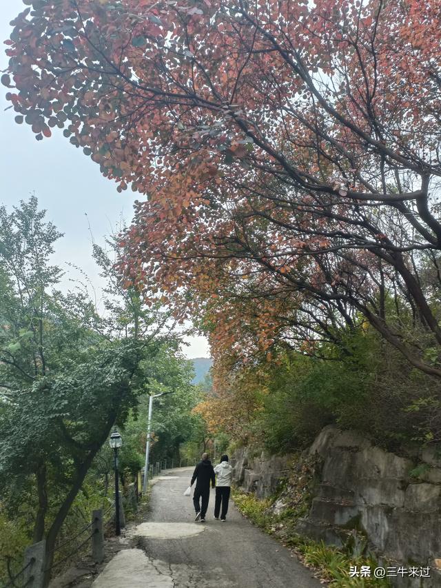 无为在歧路，济南红叶谷