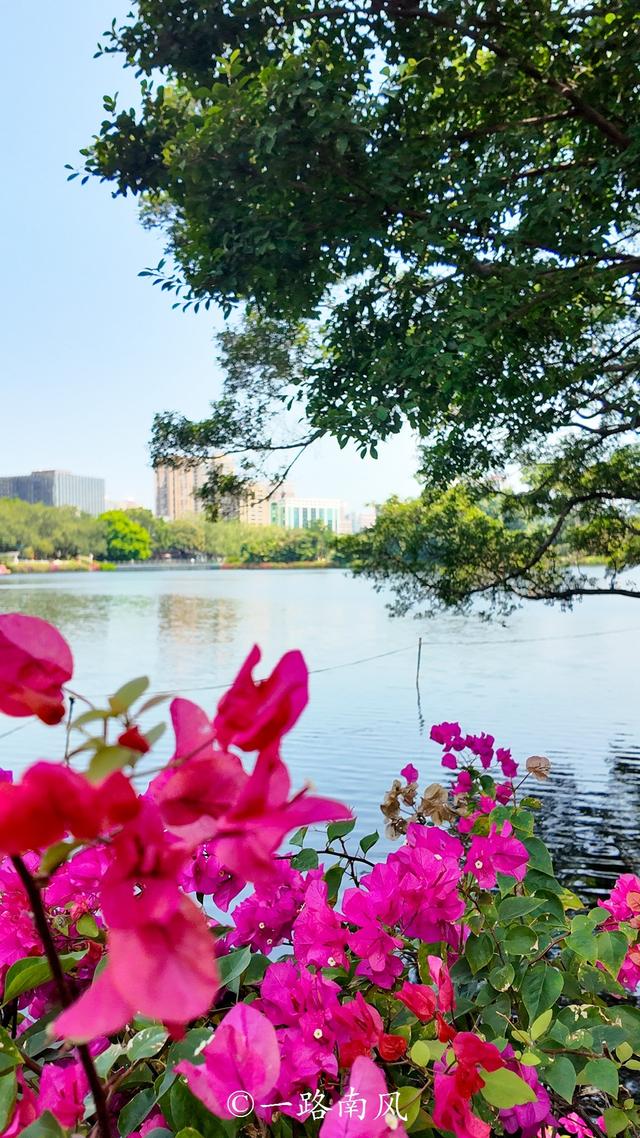 广州绝美湖景公园！三角梅瀑布太出片了