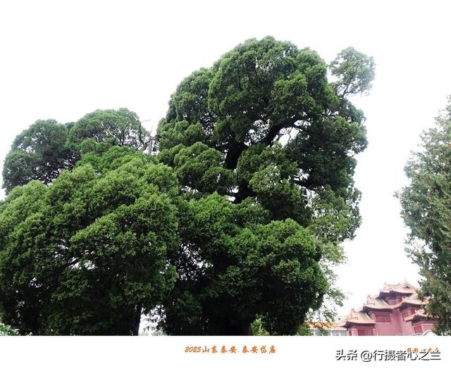 山东行游影记（322）—泰安岱庙（十八）