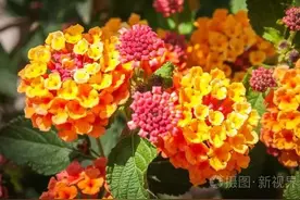 马缨丹，中药名叫五色梅，最美的入侵植物图片