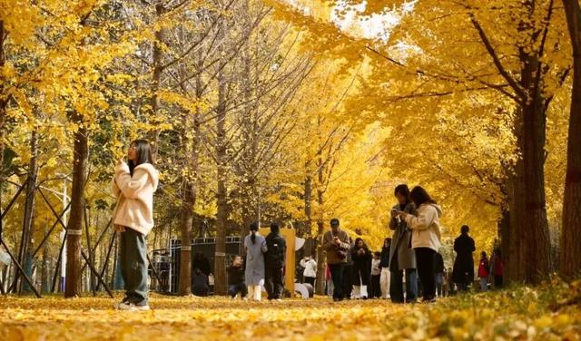 河北经贸大学2025金秋银杏节11月8日盛大开幕