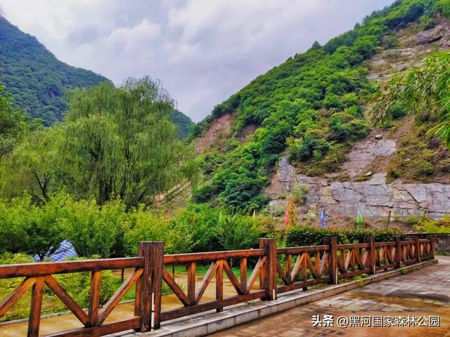 美如仙境!邀您共赏雨中的黑河国家森林公园~