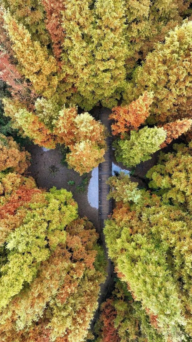 “杉杉”来了！崇州免门票小众宝藏秘境