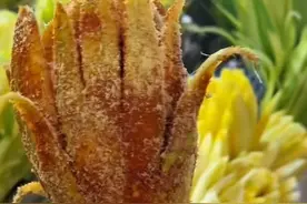 起猛了！广西吃芒果要加调味料，我是不是还要再睡一会儿！图片