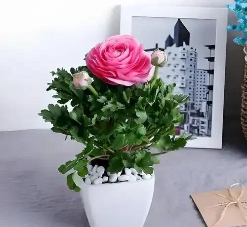 养花二十多年，吐槽好看难养、新手慎入的6大＂颜值杀手＂