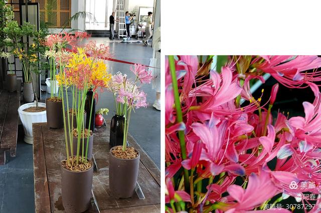游西湖：杭州植物园之石蒜花展
