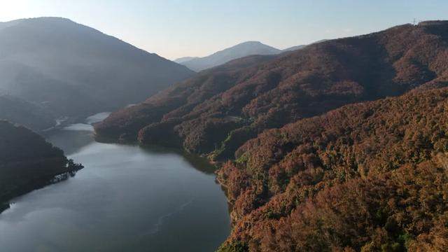 绿春：胶叶红似火 染醉李仙江畔的初春美景