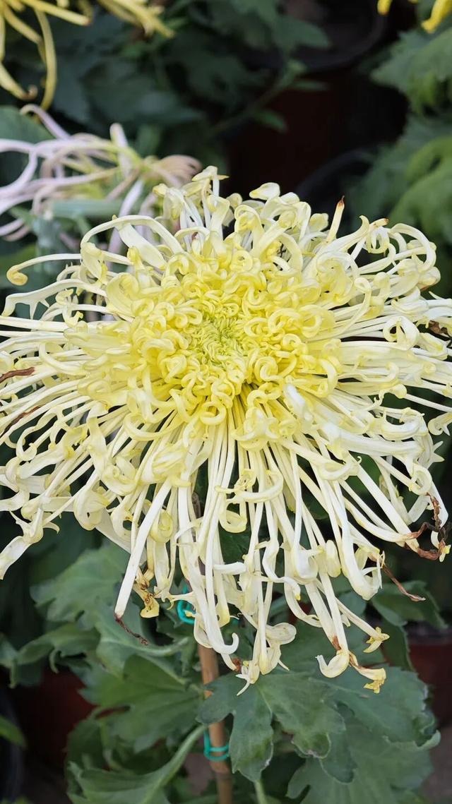 国庆旅游推荐 | 西安植物园邀您共赴秋季花宴