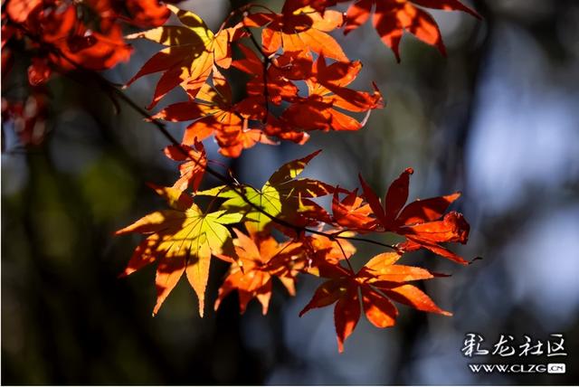 冬日里的红枫恋