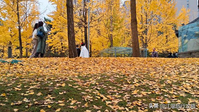 西安曲江富人区墓景房，地下埋着秦二世，地上是银杏林和博物馆