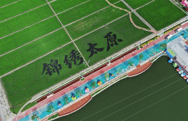 稻田公园：彩色水稻组成“锦绣太原”四个大字