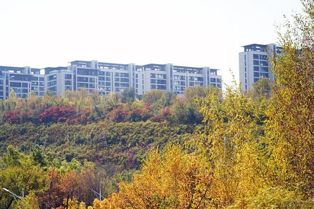组图丨快来打卡！小绿谷公园这迷人秋景，美极了