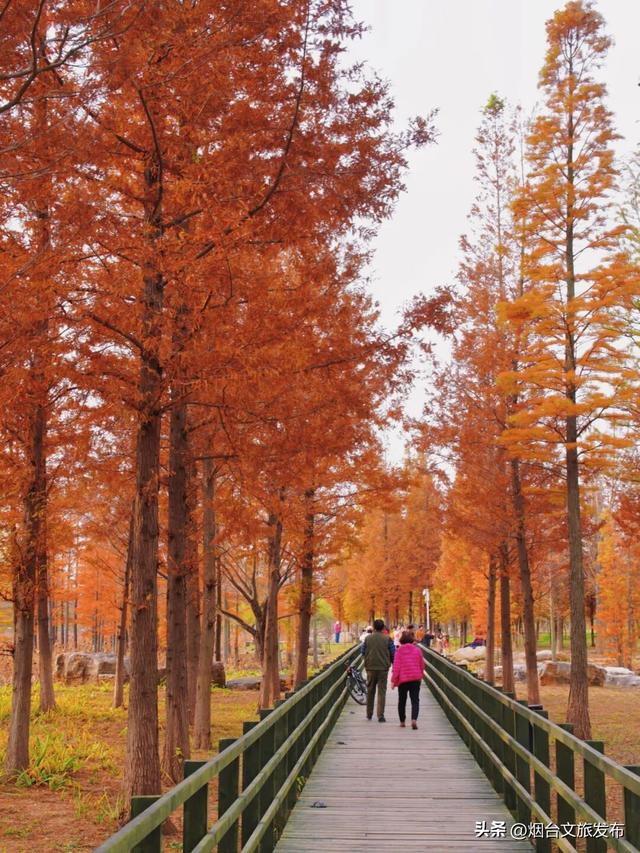 【乐游烟台】最新实拍！烟台鱼鸟河“顶级秋色”加载中