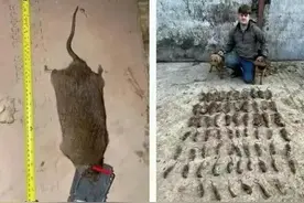 太吓人：英国竟然捕到比狗还大的老鼠，防治员的话更让人担忧！图片