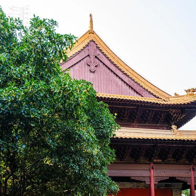 花样秦淮｜秋桂