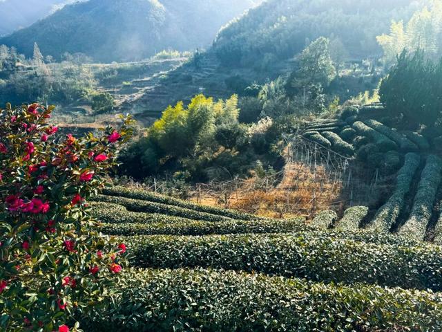 芒种行记｜望海茶，一盏香茗观山海
