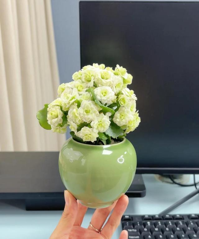 女子因“老公养花”愁坏了，好好的特斯拉，非养一盆花，太癫了~