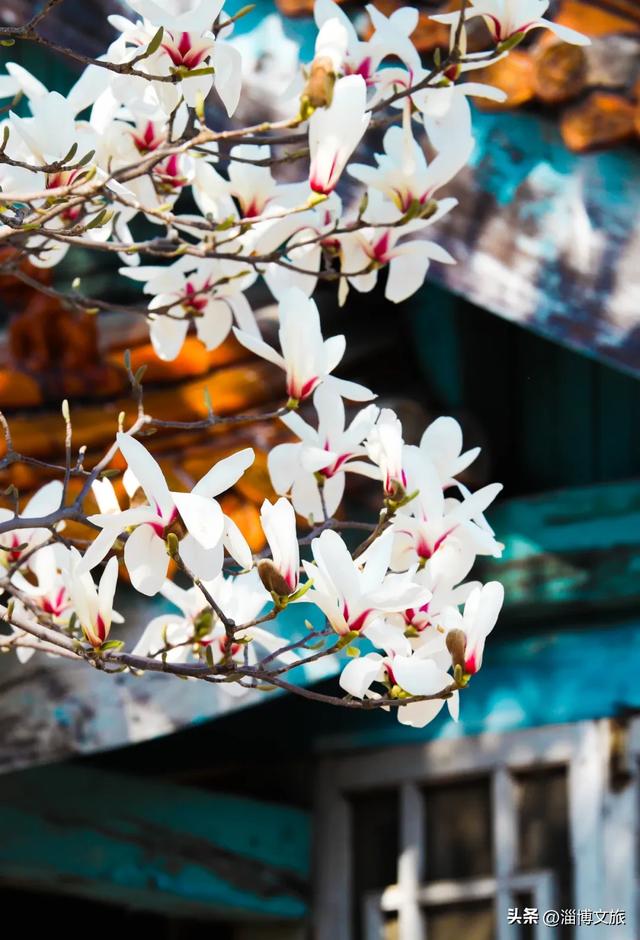 淄博春游首选！免票+赏花，这些打卡地承包你的春日浪漫→