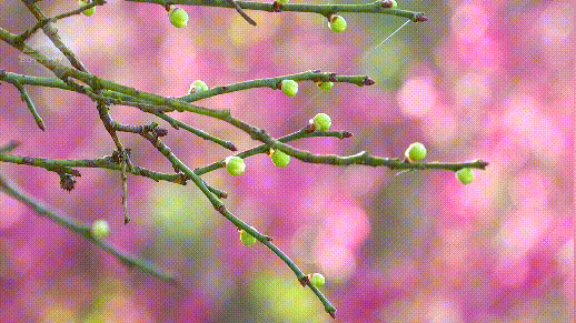 白玉兰绽放、松鼠互动体验，这里有点好玩哦