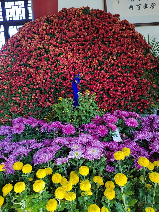 甘州府城菊花飘香